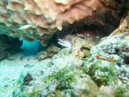 Juvenile Spotted Moray Eel IMG 5203